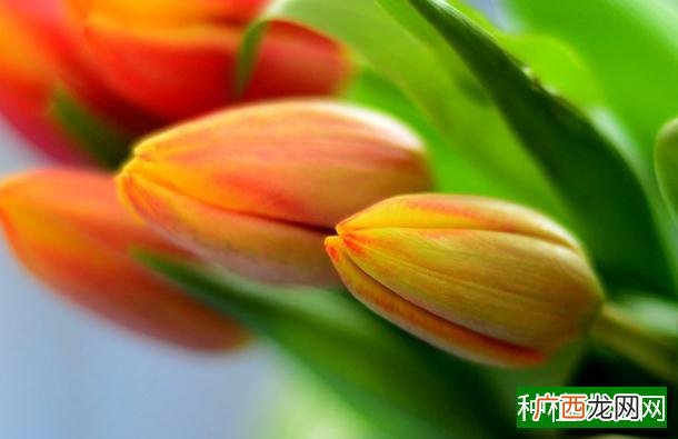 夏天开什么花,荷花