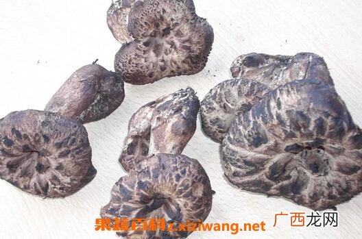 虎掌菌的营养价值与功效 虎掌菌能防癌抗癌