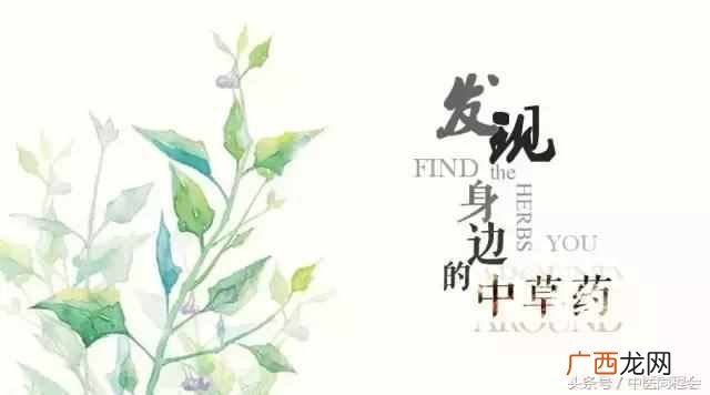 三月养肝，茵陈主之 茵陈茶