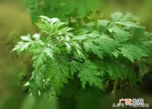 三月养肝，茵陈主之 茵陈茶