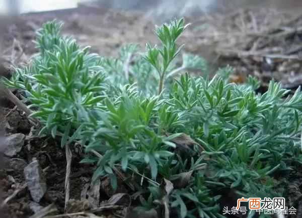 三月养肝，茵陈主之 茵陈茶