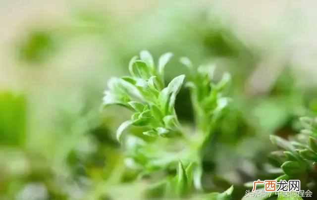 三月养肝，茵陈主之 茵陈茶
