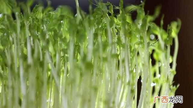 重庆全方位介绍系列 重庆火锅介绍
