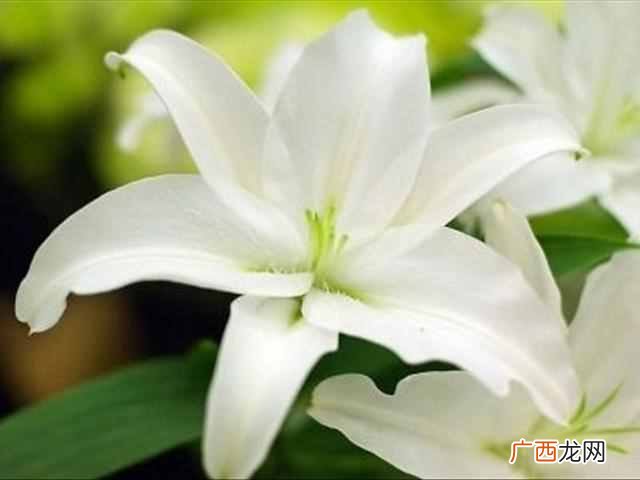 红玫瑰代表的爱情 红玫瑰代表什么
