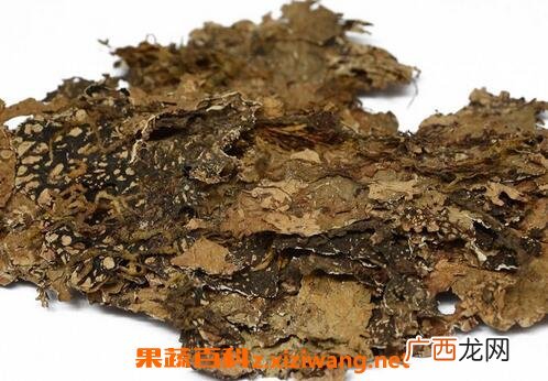 中药老龙皮的功效与作用 老龙皮的药用价值