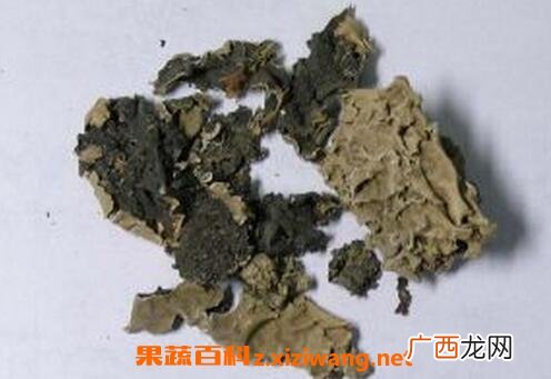 中药石花的功效与作用