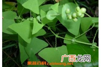 中药杠板归的功效与作用