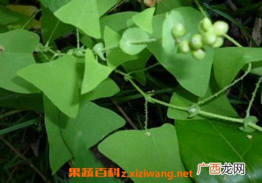 中药杠板归的功效与作用