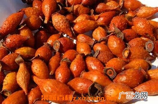 金樱子泡酒的功效与作用