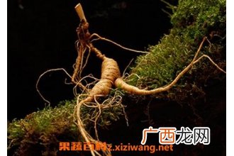 野山参的功效与作用 吃野山参的好处