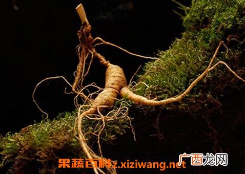 野山参的功效与作用 吃野山参的好处