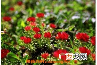 红景天的副作用 服用红景天要注意什么