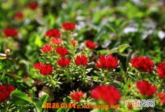 红景天的副作用 服用红景天要注意什么