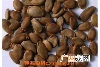 瓜萎仁的功效与作用 吃瓜萎仁的好处