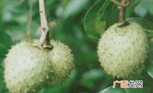 刺果番荔枝哪里有卖 刺果番荔枝