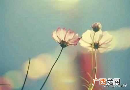 知己和情人有什么区别 知己是什么意思