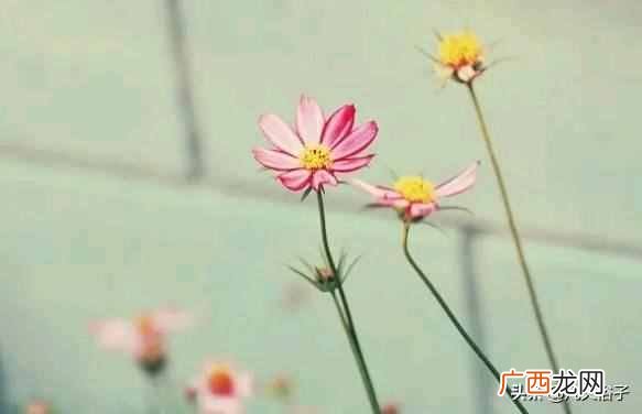 知己和情人有什么区别 知己是什么意思