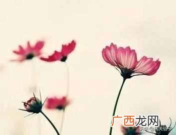 知己和情人有什么区别 知己是什么意思