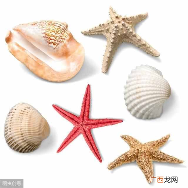 你知道寄居蟹怎么养吗 寄居蟹吃什么