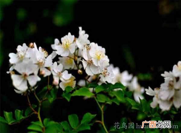 荼蘼的含义 荼蘼是什么意思