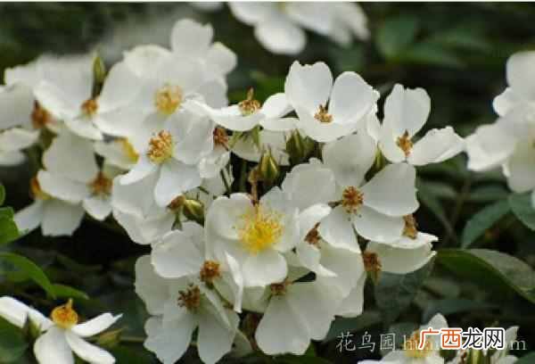 荼蘼的含义 荼蘼是什么意思