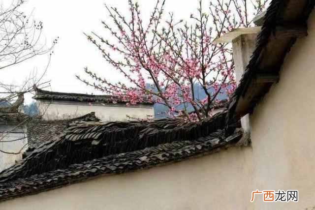 红杏出墙是什么意思（不怕红杏会出墙，就怕野