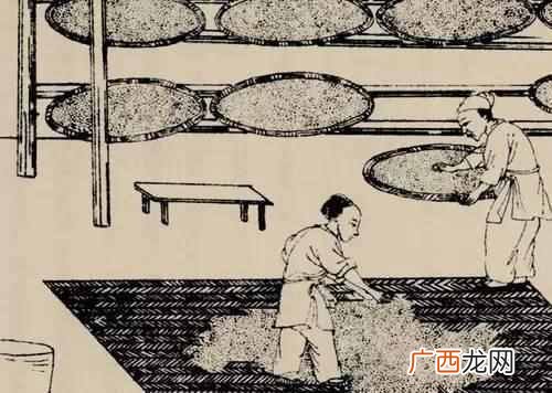 酒曲到底是什么 酒曲是什么