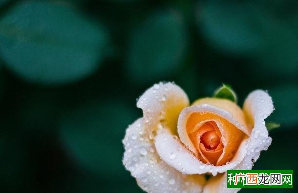 选什么农药给花生拌种