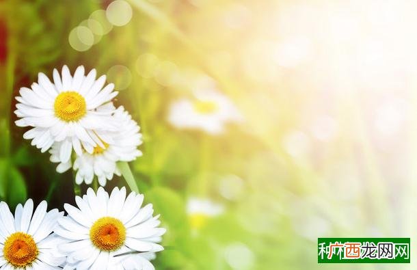 夏季玉米麻果如何防治