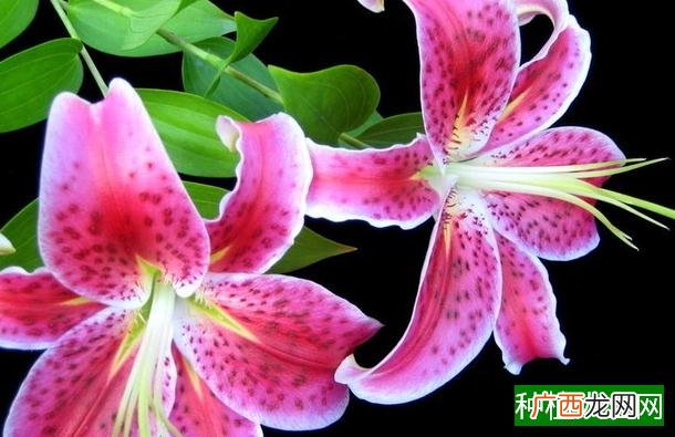 葡萄藤一年能长多长,葡萄藤一年可以长多少