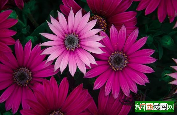 棉花生育期怎样追肥