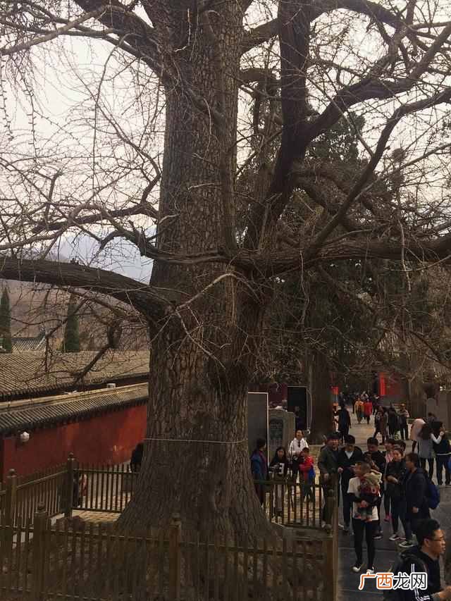 魂牵梦萦游少林寺 魂牵梦萦的意思