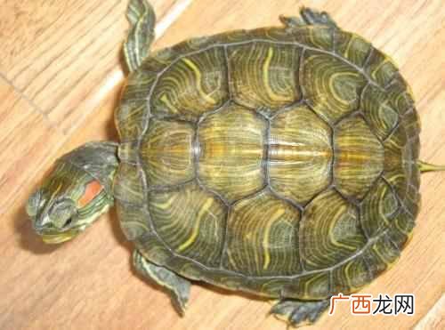 小乌龟怎么养 乌龟吃什么食物