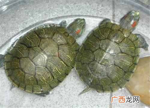 小乌龟怎么养 乌龟吃什么食物