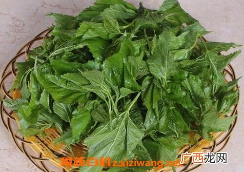 桑叶的功效 桑叶泡水喝的好处有哪些