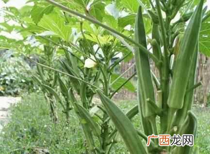 黄秋葵的功效与作用 黄秋葵的功效