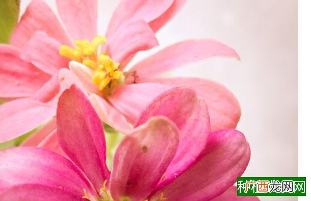 不同棉花产区追肥有所区别