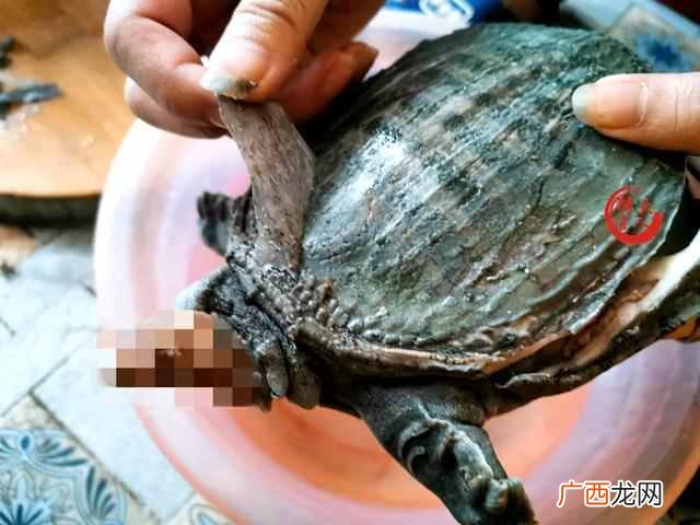 甲鱼怎么做好吃 水鱼怎么杀