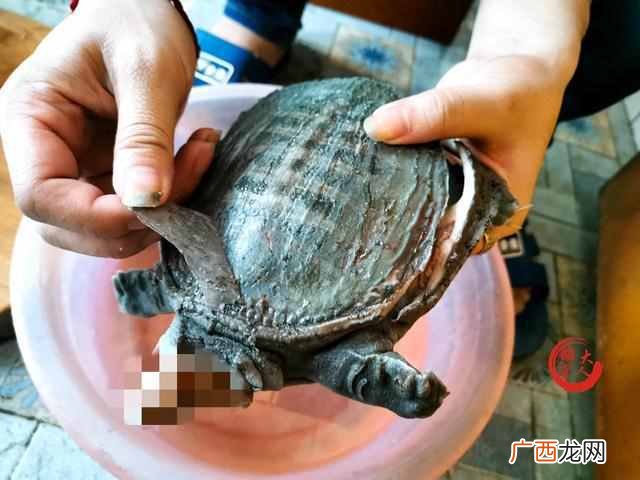 甲鱼怎么做好吃 水鱼怎么杀