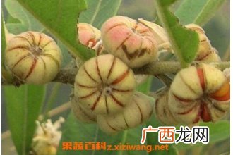 算盘子的功效与作用