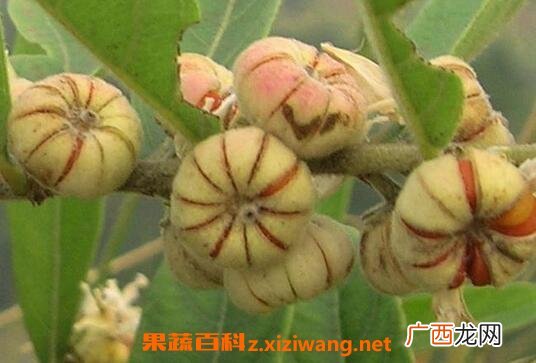 算盘子的功效与作用