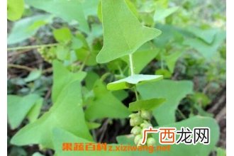 中药杠板归的功效与作用 杠板归的药用价值