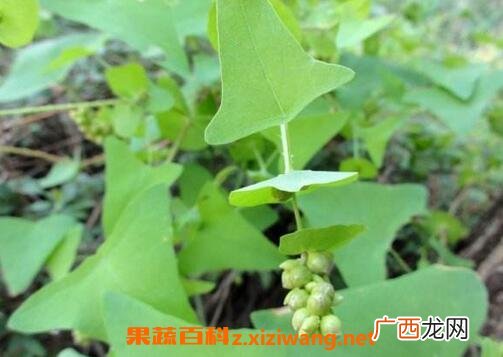 中药杠板归的功效与作用 杠板归的药用价值