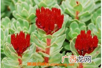 红景天的功效作用 红景天的副作用