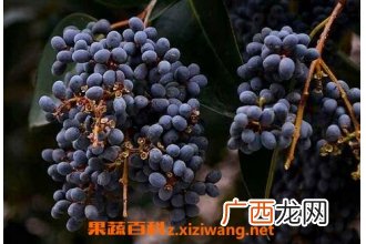 女贞子的功效与食疗用法 女贞子的药用价值