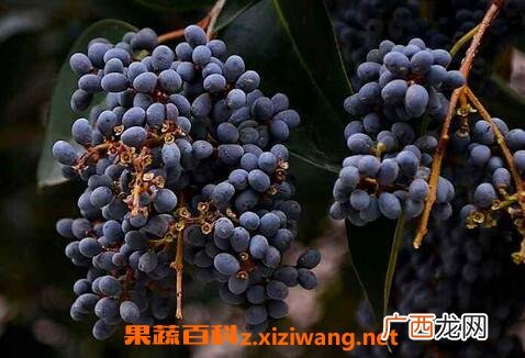 女贞子的功效与食疗用法 女贞子的药用价值