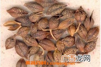 连翘的功效和作用 连翘的食用方法