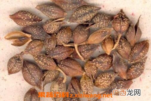 连翘的功效和作用 连翘的食用方法
