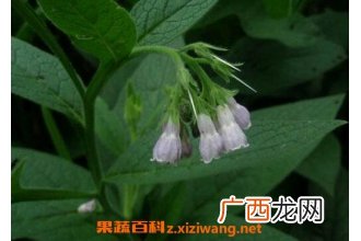 罗布麻的功效作用 罗布麻的副作用