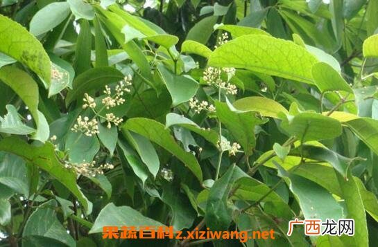 千打锤的来源与功效 千打锤的药用价值
